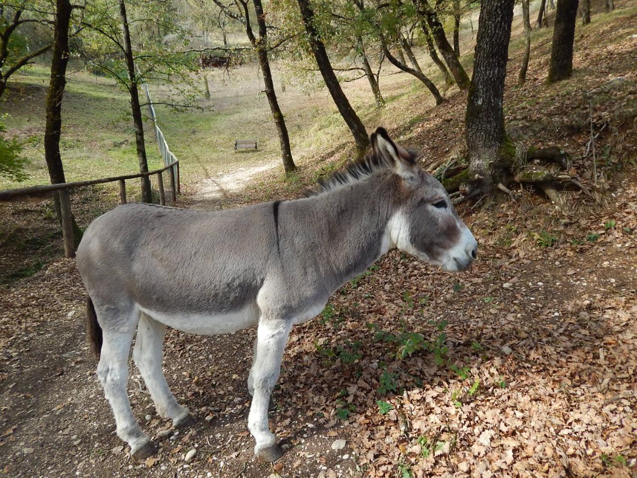 Agriturismo La Selva Rieti Bagian luar foto